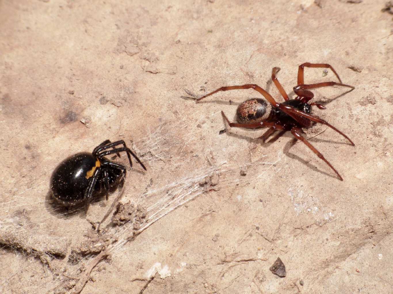 Strana coppia (S. paykulliana & S. nobilis) - Tolfa (RM)